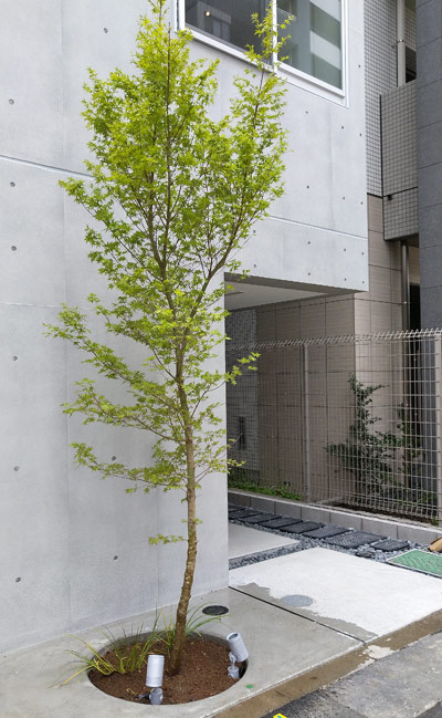 イロハモミジの魅力とは 特徴や樹形の解説 庭木としての植栽実例も 千葉県 東京都の造園 植栽 庭施工 造園業専門店 新美園