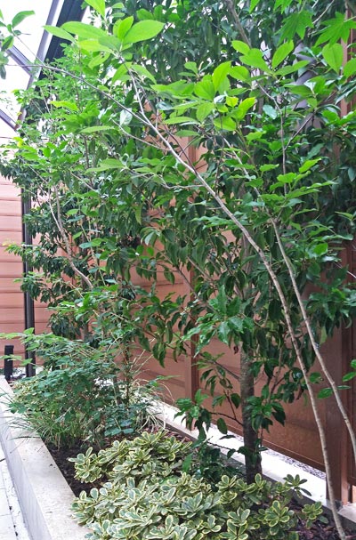 庭木による「植栽デザイン」