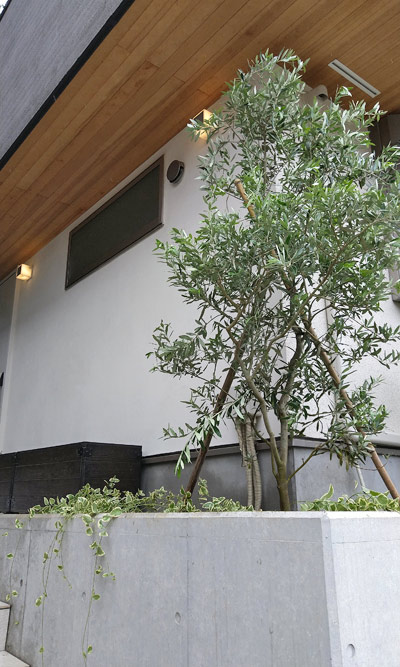 三方が開けた場所へ植栽したオリーブ