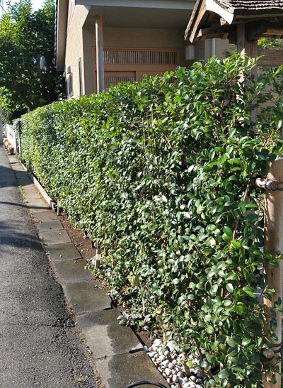 カンツバキの生垣:市川市M様邸