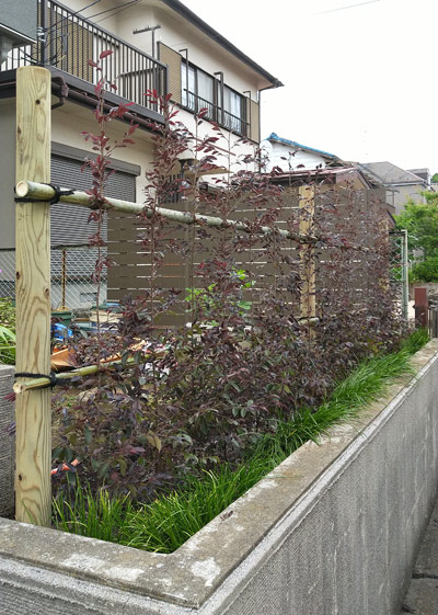 トキワマンサクの生垣:流山市N様邸