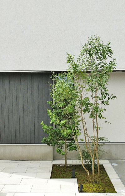 アオダモの魅力とは 育て方の解説 植栽実例もご紹介 千葉県 東京都の造園 植栽 庭施工 造園業専門店 新美園