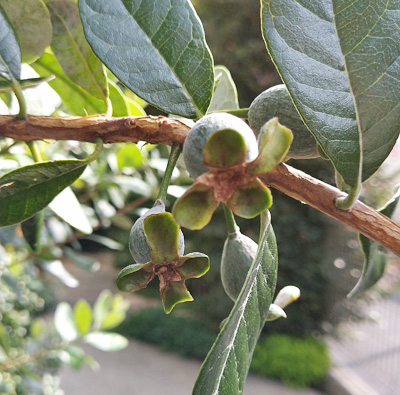 10月～12月に収穫期を迎える果実