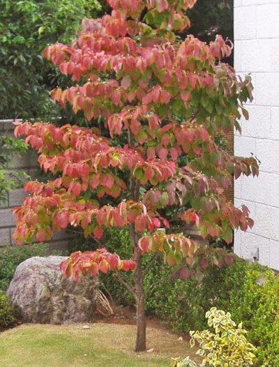 美しい紅葉を楽しむシンボルツリーに