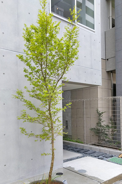 シンボルツリーにおすすめな庭木21種類と選び方 おしゃれに見せる植栽方法 千葉県 東京都の造園 植栽 庭施工 造園業専門店 新美園