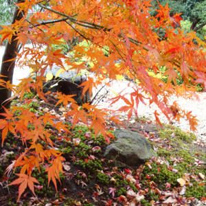 和風の庭で見る紅葉の美しさ