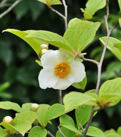 シャラノキの花