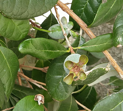 花後に結実したフェイジョア