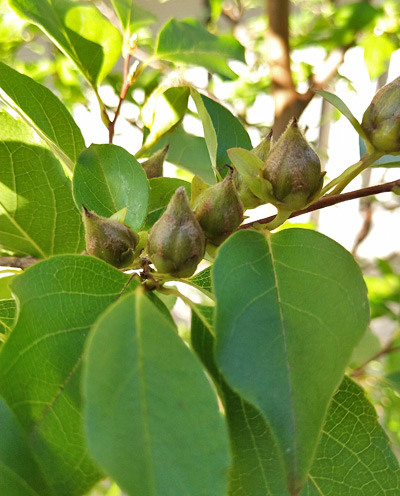 ヒメシャラ 植木を選ぶ4視点 庭木におすすめな種類の特徴 植栽実例解説 千葉県 東京都の造園 植栽 庭施工 造園業専門店 新美園