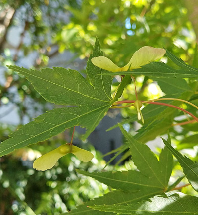 イロハモミジに付いた翼果