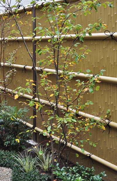 果実も美味しいジューンベリーの育て方 植栽実例もご紹介します 千葉県 東京都の造園 植栽 庭施工 造園業専門店 新美園