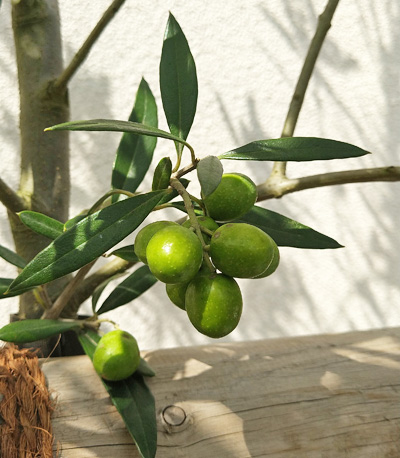 実も楽しいオリーブの木を解説 洋風シンボルツリーや鉢植えの植栽実例も 千葉県 東京都の造園 植栽 庭施工 造園業専門店 新美園