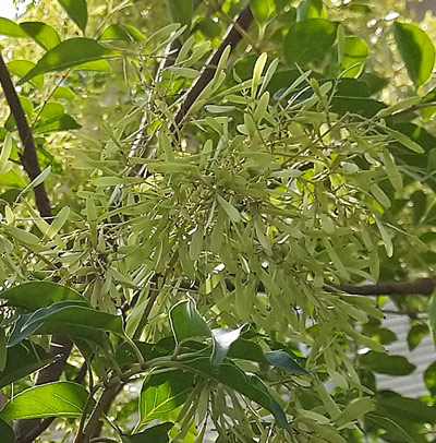 花後に付くシマトネリコの翼果