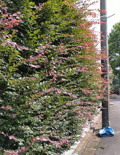 生垣におすすめなトキワマンサク ベニバナ 白花 の特徴と育て方 千葉県 東京都の造園 植栽 庭施工 造園業専門店 新美園