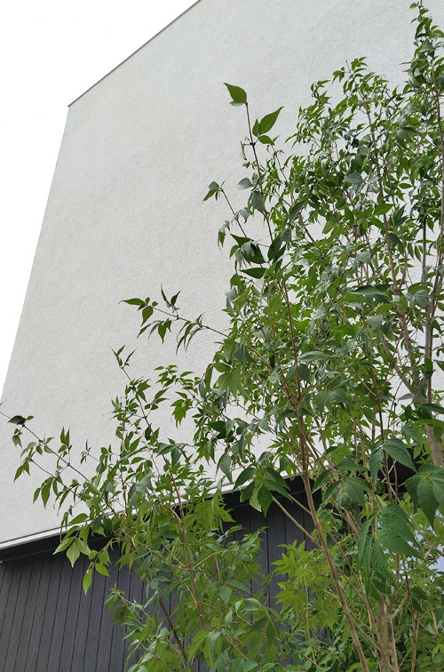 白壁に映えるシンボルツリーのアオダモ