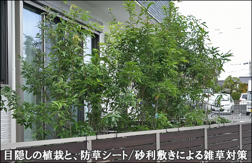 シラカシの目隠し植栽と、砂利敷きによる雑草対策を-さいたま市M様邸