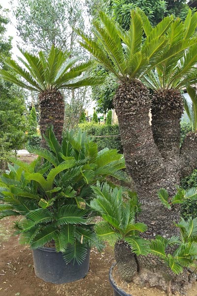 シンボルツリーにおすすめな庭木21種類と選び方 おしゃれに見せる植栽方法 千葉県 東京都の造園 植栽 庭施工 造園業専門店 新美園