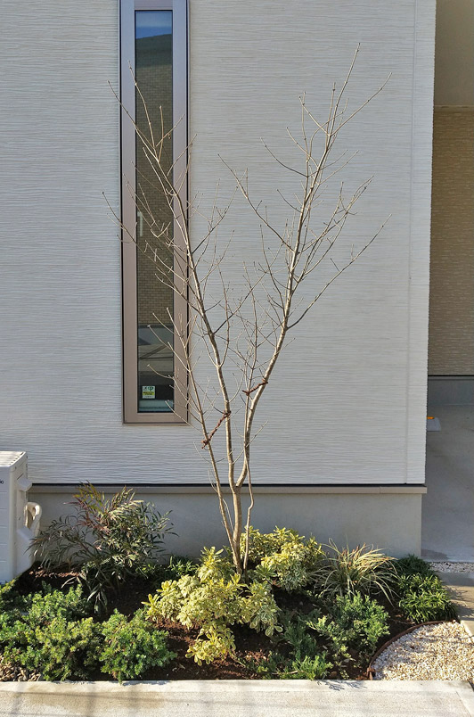 アオダモと低木類の植栽バランス