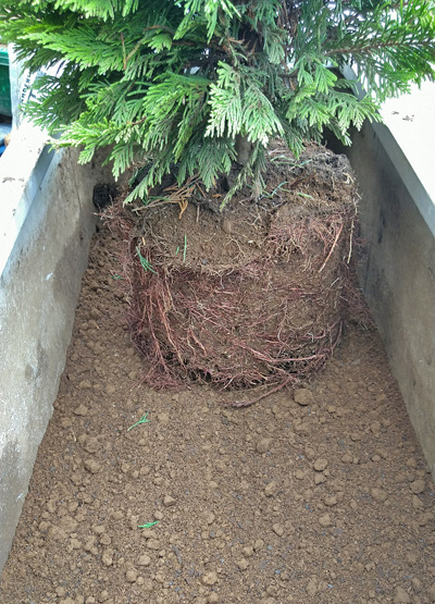 プランターへ植栽した生垣風のコニファーで目隠し効果を 八千代市s様邸 植栽の施工例 生垣の施工例 千葉県 東京都の造園 植栽 庭施工 造園業専門店 新美園