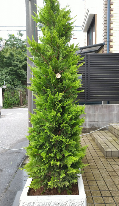 プランターへ植栽した生垣風のコニファーで目隠し効果を 八千代市s様邸 植栽の施工例 生垣の施工例 千葉県 東京都の造園 植栽 庭施工 造園業専門店 新美園