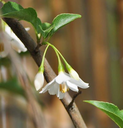 下垂するエゴノキの花