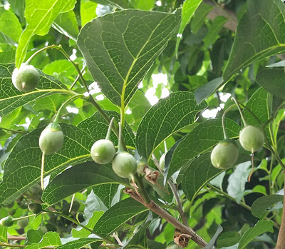 毒であるエゴサポニンを含む実