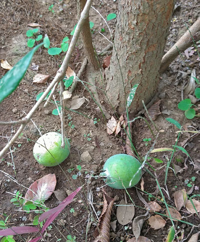 花や果実を楽しめるフェイジョアの魅力 シンボルツリーや目隠しの植栽実例も 千葉県 東京都の造園 植栽 庭施工 造園業専門店 新美園