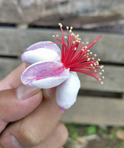 花や果実を楽しめるフェイジョアの魅力 シンボルツリーや目隠しの植栽実例も 千葉県 東京都の造園 植栽 庭施工 造園業専門店 新美園