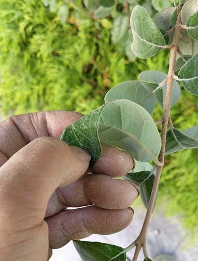 花や果実を楽しめるフェイジョアの魅力 シンボルツリーや目隠しの植栽実例も 千葉県 東京都の造園 植栽 庭施工 造園業専門店 新美園