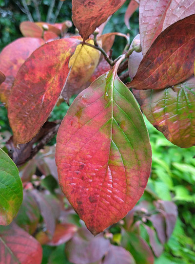 徐々に紅葉する葉：弊社ファームにて