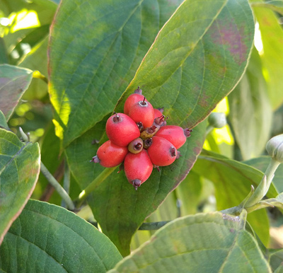 深紅に染まるハナミズキの実