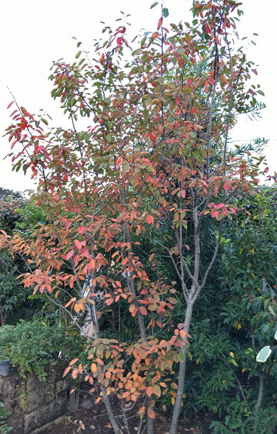 紅葉途中のグラデーションを見せるジューンベリー