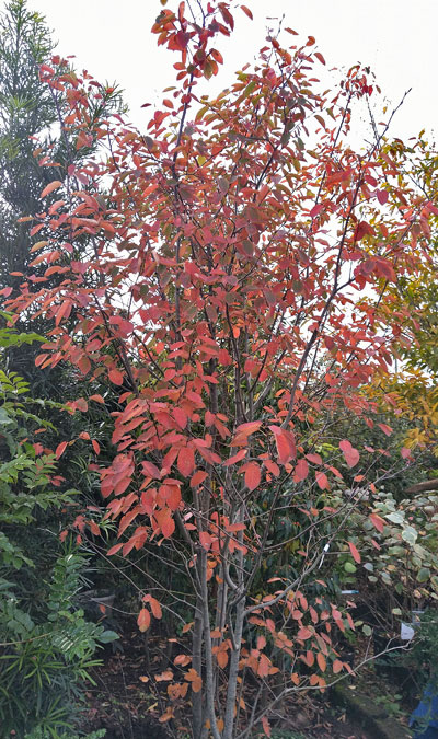 ジューンベリーの花や果実 紅葉を楽しもう シンボルツリーとしての植栽実例や育て方の解説も 千葉県 東京都の造園 植栽 庭施工 造園業専門店 新美園