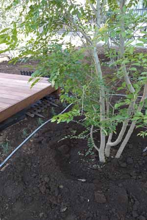 シマトネリコの植え付け状況