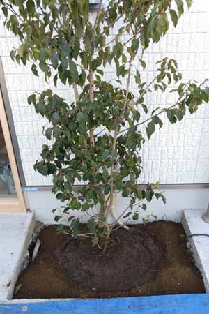 植栽の仕上げとして水決め