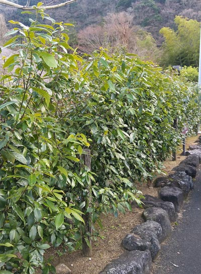 野趣ある生垣になるアラカシ