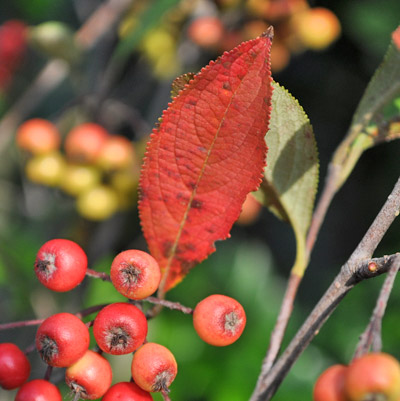 アロニアの紅葉