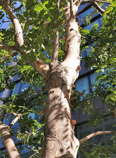 シマトネリコの特徴と魅力 シンボルツリーや鉢植えの植栽実例も 千葉県 東京都の造園 植栽 庭施工 造園業専門店 新美園