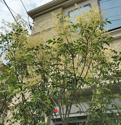 シマトネリコの特徴と魅力 シンボルツリーや鉢植えの植栽実例も 千葉県 東京都の造園 植栽 庭施工 造園業専門店 新美園