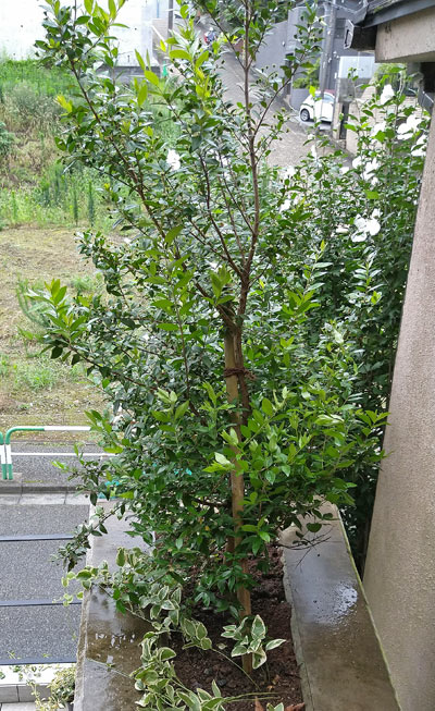 花も葉の香りも楽しめるギンバイカ