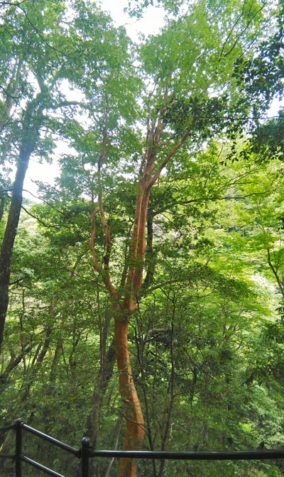 自生するヒメシャラの樹形