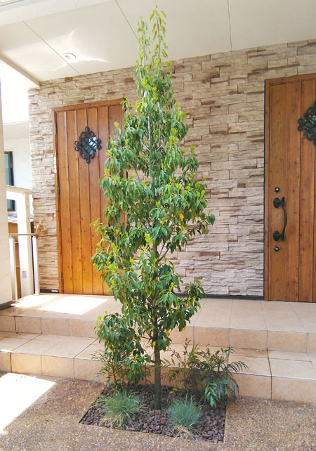 人気の常緑樹であるソヨゴ