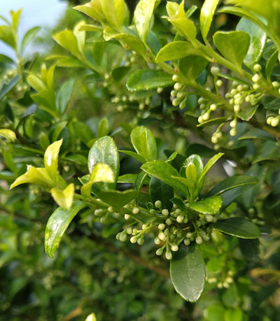 雌株が咲かせるキンメツゲの花