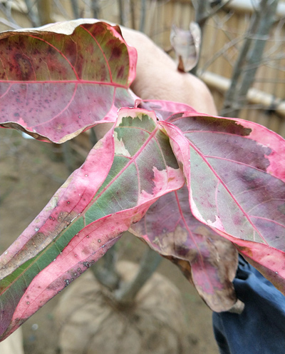 ヤマボウシの特徴と魅力 花や実 紅葉を楽しむナチュラルシンボルツリーとして 千葉県 東京都の造園 植栽 庭施工 造園業専門店 新美園