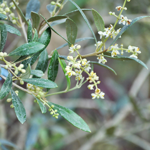 実も楽しいオリーブの木を解説 洋風シンボルツリーや鉢植えの植栽実例も 千葉県 東京都の造園 植栽 庭施工 造園業専門店 新美園