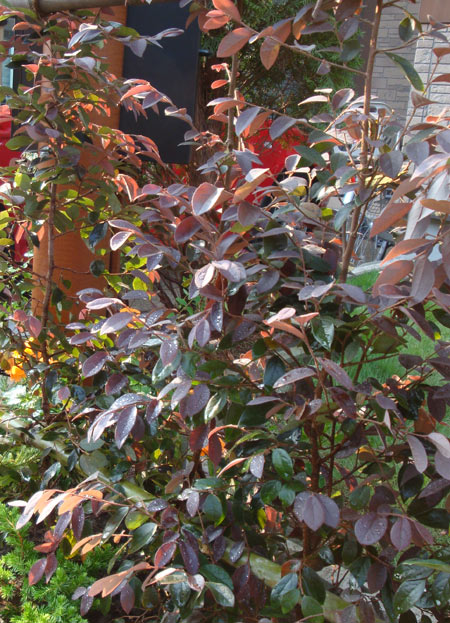 赤みを帯びた葉が美しいベニバナトキワマンサク
