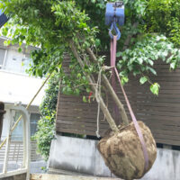 作庭者がおすすめな庭木をご紹介-植栽の目的や樹種毎の特性、葉や花の魅力から庭木を選んでみよう