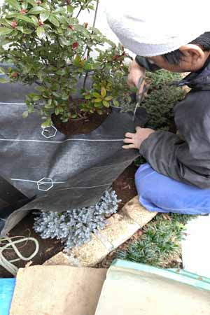 植栽部を避けて防草シートを