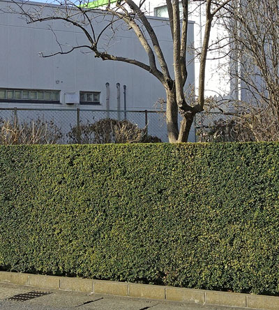 生垣の価格や費用はどう決まる 生垣設置助成金の活用例も解説します 千葉県 東京都の造園 植栽 庭施工 造園業専門店 新美園