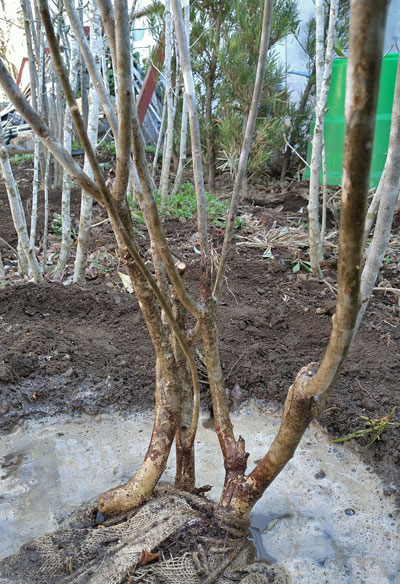 山採りの株立ち樹形